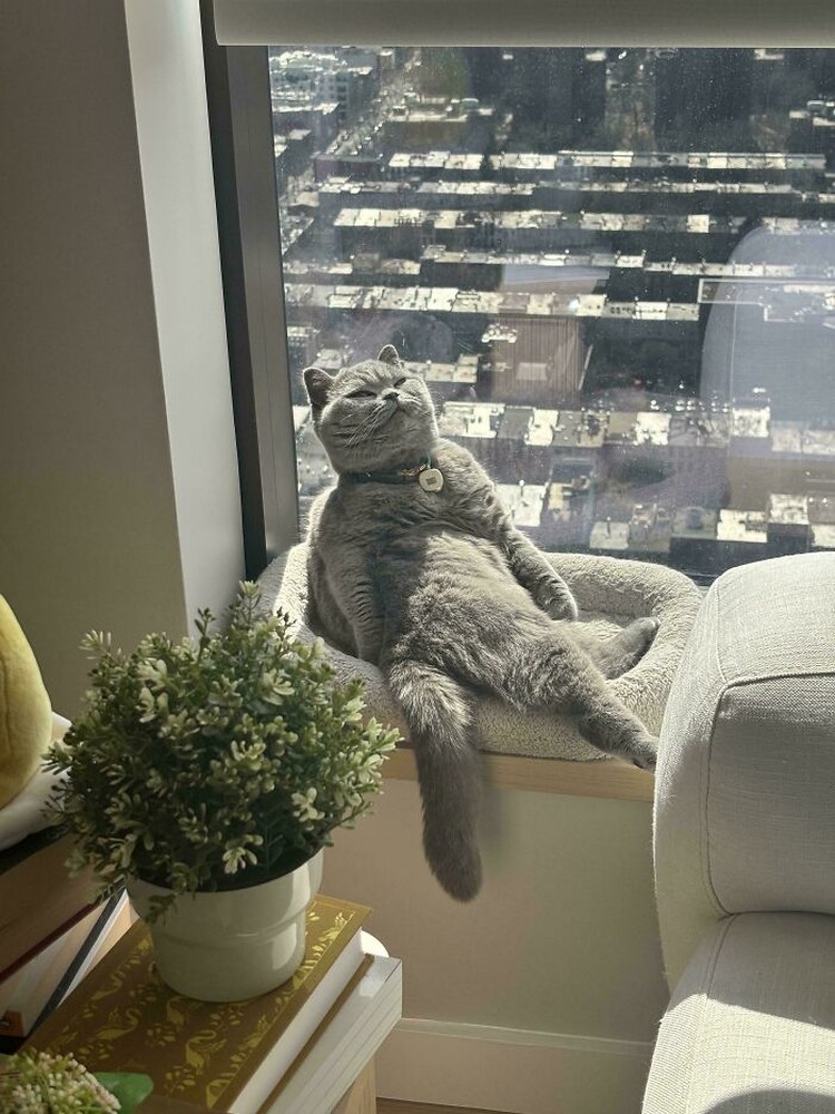 Kucing lucu