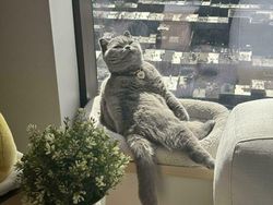 Foto-foto Kucing dari Lucu sampai Nyeleneh, Bikin Gemas!