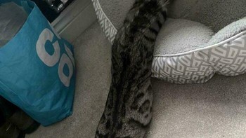 Meluncur dengan mulus. Foto: via BoredPanda