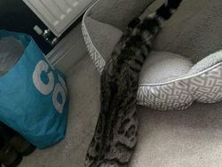 Foto-foto Kucing dari Lucu sampai Nyeleneh, Bikin Gemas!