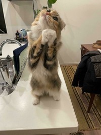 Kucing lucu