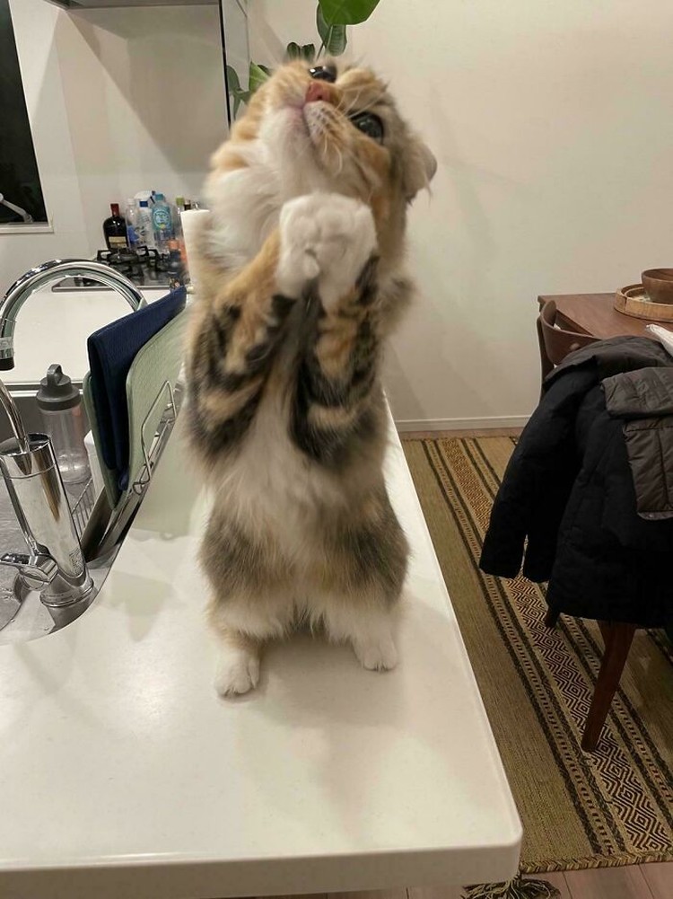 Kucing lucu