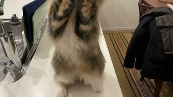 Please please please... Ada maunya nih. Foto: via BoredPanda