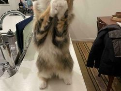 Foto-foto Kucing dari Lucu sampai Nyeleneh, Bikin Gemas!