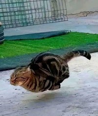 Kucing lucu