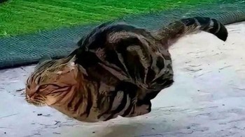 Melesat secepat kilat! Foto: via BoredPanda