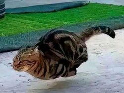 Foto-foto Kucing dari Lucu sampai Nyeleneh, Bikin Gemas!