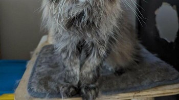 Kucing lucu ini umurnya 20 tahun, dia buta. Foto: via BoredPanda