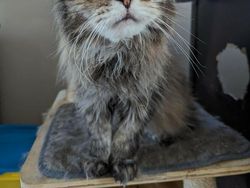 Foto-foto Kucing dari Lucu sampai Nyeleneh, Bikin Gemas!