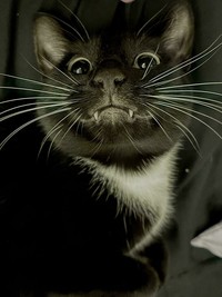Kucing lucu