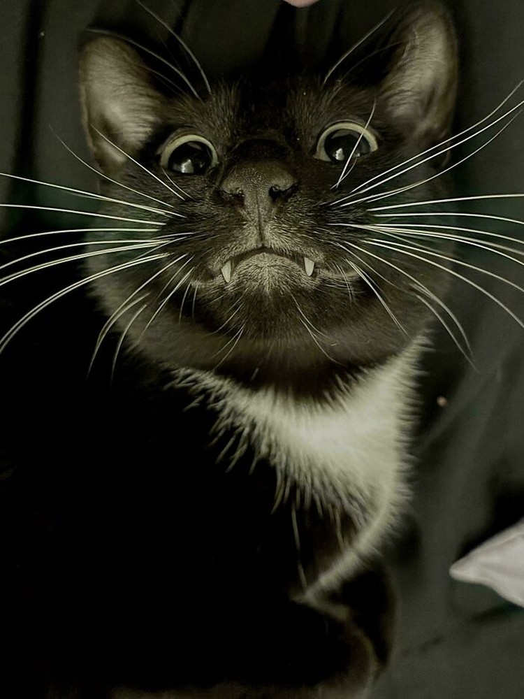 Kucing lucu