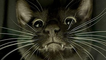 Bukannya seram, taringnya malah bikin lucu. Foto: via BoredPanda