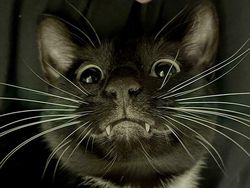 Foto-foto Kucing dari Lucu sampai Nyeleneh, Bikin Gemas!