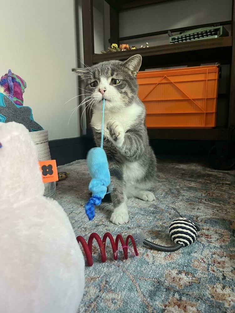 Kucing lucu