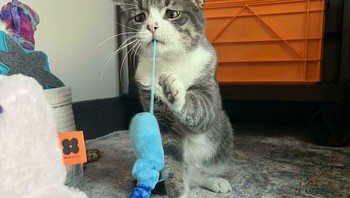 Latihan berburu tikus beneran. Foto: via BoredPanda