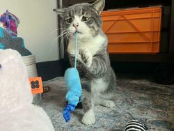 Foto-foto Kucing dari Lucu sampai Nyeleneh, Bikin Gemas!