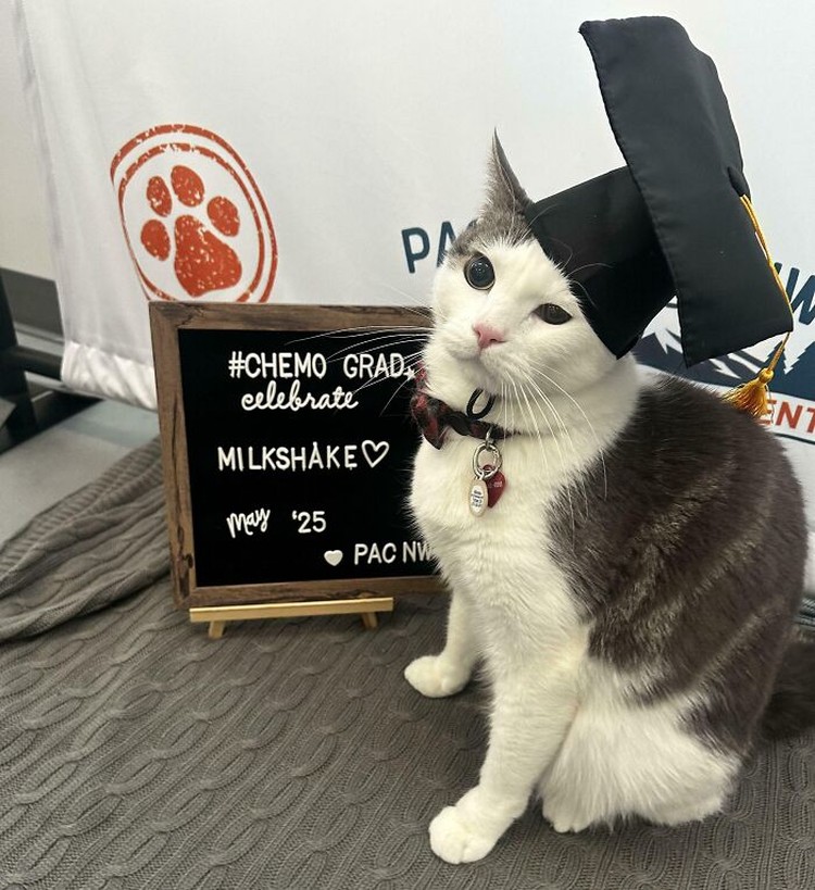 Kucing lucu