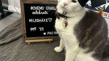 Kucing ini namanya Milkshake, dia dinyatakan lulus kemoterapi. Selamat Milkshake! Foto: via BoredPanda