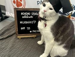 Foto-foto Kucing dari Lucu sampai Nyeleneh, Bikin Gemas!