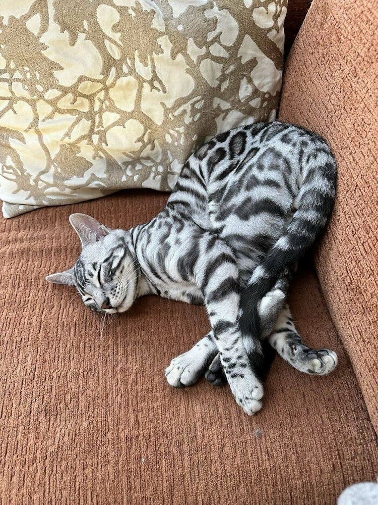 Kucing lucu