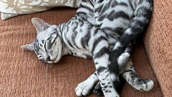 Juragan meong cakep banget lagi rebahan. Foto: BoredPanda