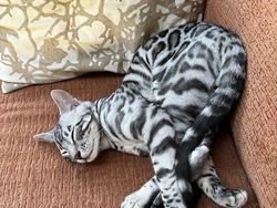 Foto-foto Kucing dari Lucu sampai Nyeleneh, Bikin Gemas!