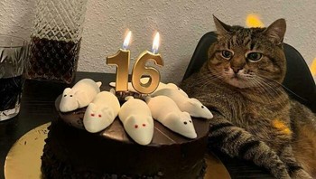 Udah tua ya, meng. Foto: BoredPanda