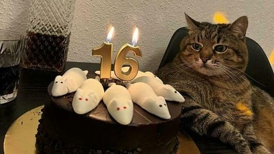 Foto-foto Kucing dari Lucu sampai Nyeleneh, Bikin Gemas!