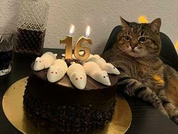 Foto-foto Kucing dari Lucu sampai Nyeleneh, Bikin Gemas!