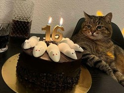 Foto-foto Kucing dari Lucu sampai Nyeleneh, Bikin Gemas!