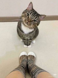 Kucing lucu