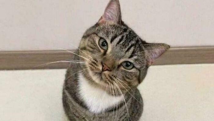 Kucing lucu