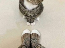 Video: Jangan Anggap Remeh Kutu pada Kucing!