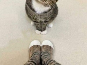 Meski Cuek, Ternyata Kucing Diam-diam Mengenali Bau Pemiliknya