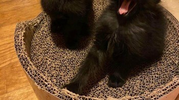 Si kembar beda kepribadian. Foto: BoredPanda