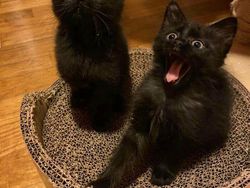 Foto-foto Kucing dari Lucu sampai Nyeleneh, Bikin Gemas!