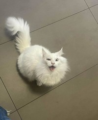 Kucing lucu