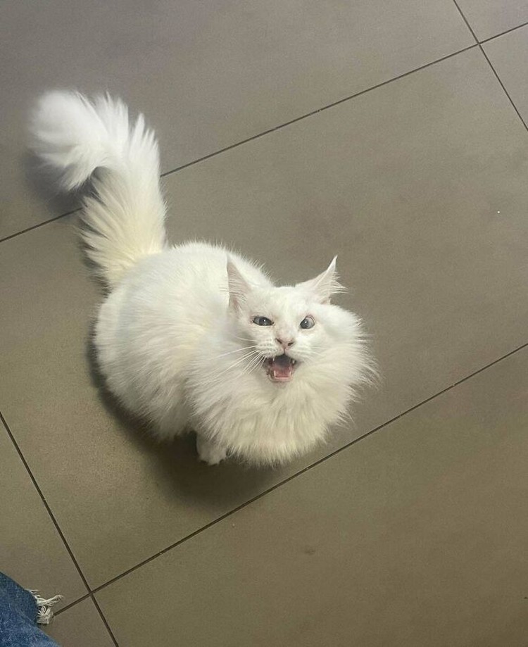 Kucing lucu