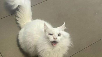 Kucing ini selamat dari kanker kulit yang diidapnya. Foto: BoredPanda