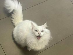 Foto-foto Kucing dari Lucu sampai Nyeleneh, Bikin Gemas!