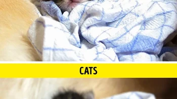 Kucing memiliki lebih banyak sel batang di matanya daripada kita, yang memungkinkan mereka melihat dalam cahaya redup. Umumnya, dunia tampak jauh lebih kabur bagi kucing daripada manusia. Foto: via BrightSide