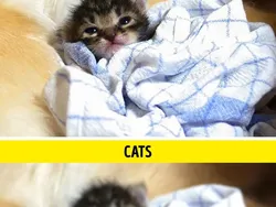 Gambaran Dunia di Mata Manusia vs Hewan