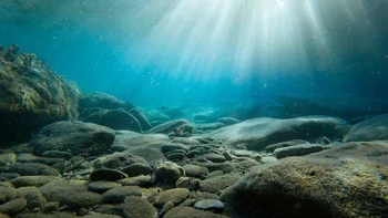 Udang mantis mungkin memiliki salah satu mata paling kompleks yang diketahui manusia: mereka memiliki hingga 16 fotoreseptor dan filternya membagi sinar ultraviolet menjadi warna-warna yang berbeda. Foto: via BrightSide