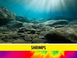 Gambaran Dunia di Mata Manusia vs Hewan