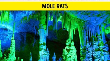 Tikus mole tidak terlalu membutuhkan mata mereka karena hidup di bawah tanah, tetapi mereka dapat mendeteksi perbedaan antara terang dan gelap. Kebanyakan tikus mole memiliki mata eksternal, meskipun sangat kecil, yang memungkinkan mereka melihat warna. Foto: via BrightSide