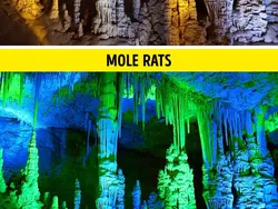 Gambaran Dunia di Mata Manusia vs Hewan