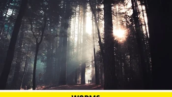 Banyak cacing, terutama cacing tanah, bahkan tidak memiliki mata, tetapi apakah mereka dapat melihat atau tidak, itu hal rumit. Mereka memiliki reseptor cahaya, yang memungkinkan mereka membedakan antara gelap dan terang. Ini membantu mereka membedakan antara berada di atas dan di bawah tanah. Foto: via BrightSide