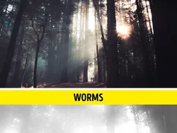 Gambaran Dunia di Mata Manusia vs Hewan