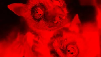 Apa yang sebenarnya dilihat kelelawar bervariasi tergantung spesiesnya. Banyak yang buta warna total, sementara yang lain dapat melihat warna tertentu berkat protein di mata mereka. Beberapa di antaranya bahkan dapat melihat warna merah, warna yang tidak dapat dilihat oleh banyak hewan. Foto: via BrightSide