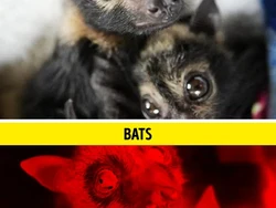 Gambaran Dunia di Mata Manusia vs Hewan